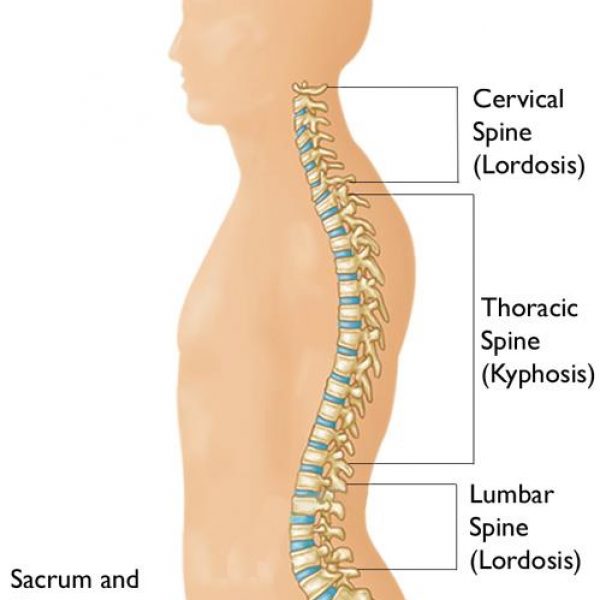 spine-side